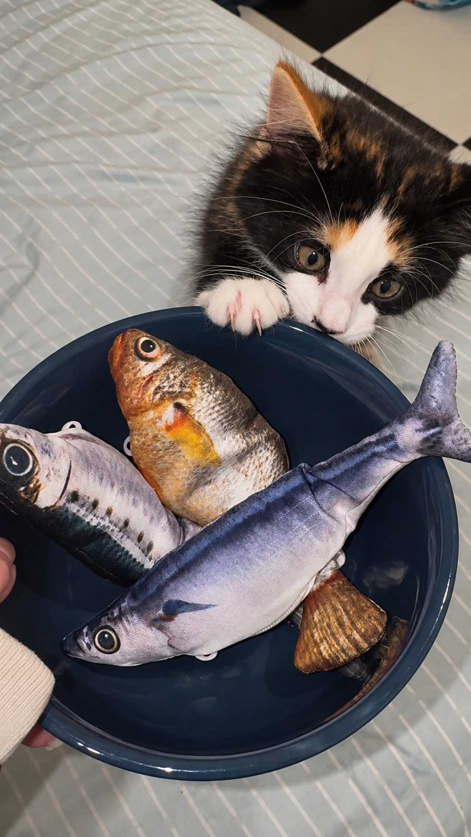 Cat Toy