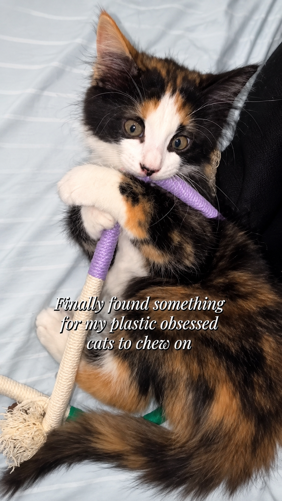 Cat Toy