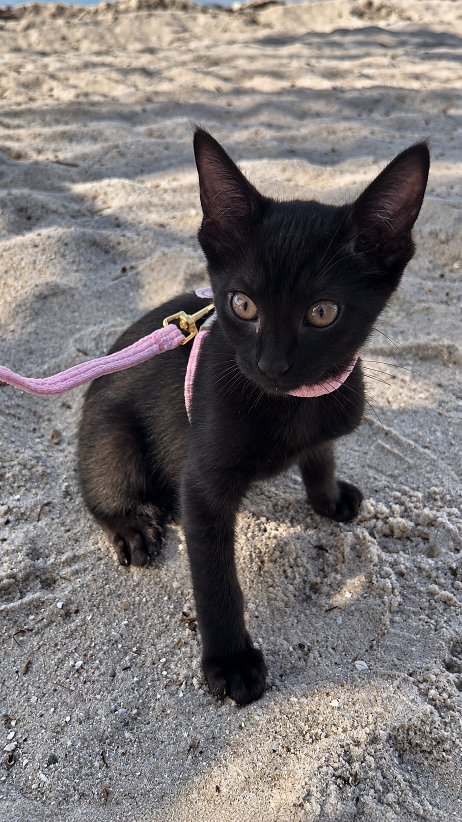 Cat Harness