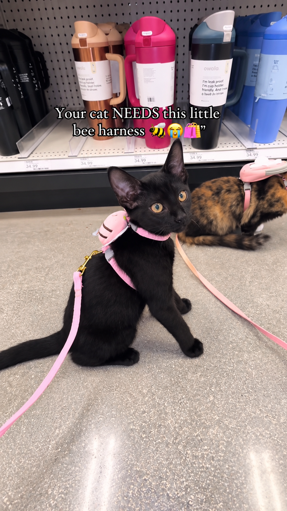 Cat Harness