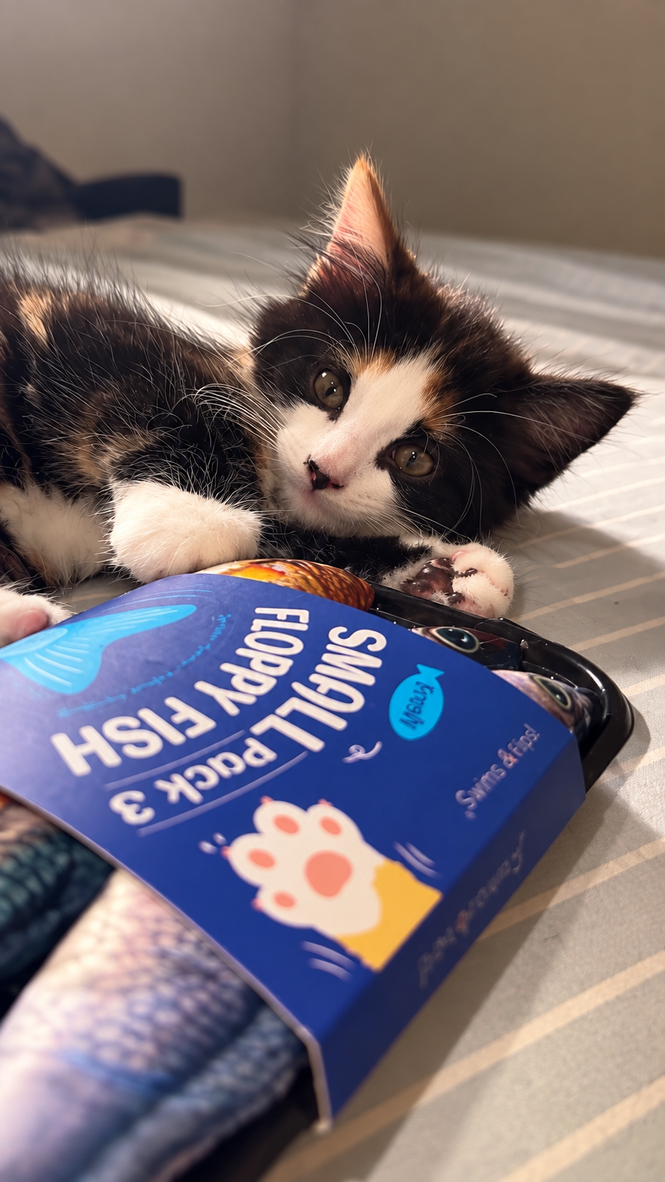 Cat Toy
